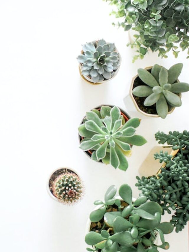 Top 10 Indoor Houseplants for a Green Home